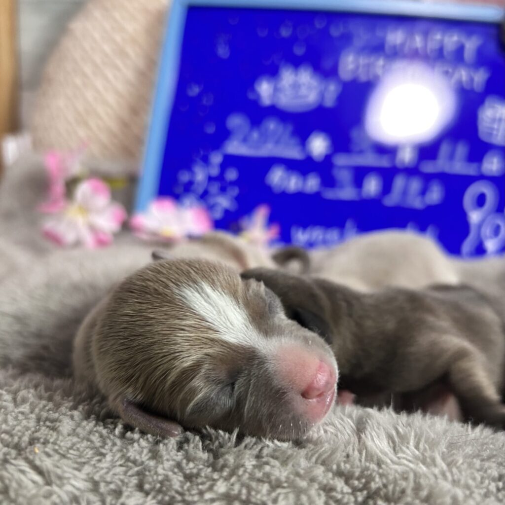 産まれた日のフォーンアンドホワイトの男の子