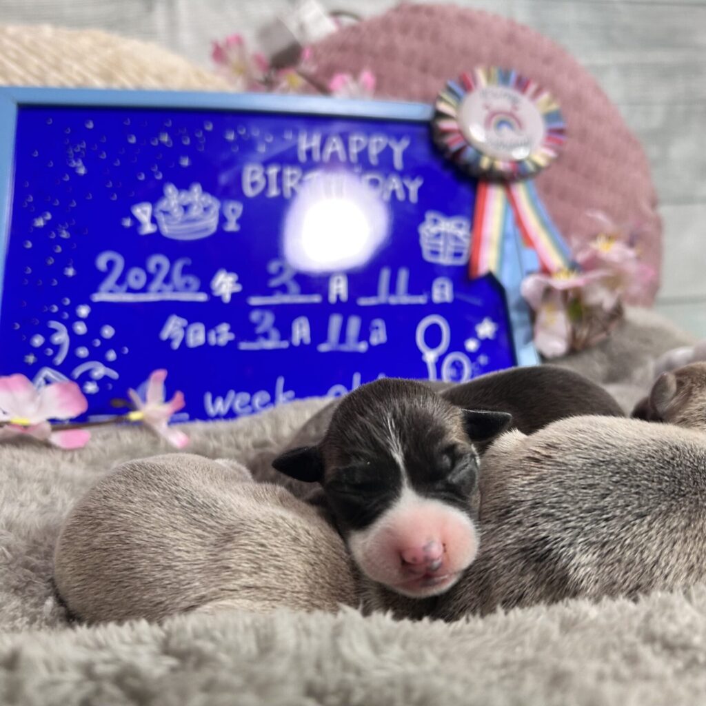 産まれた日のシールアンドホワイトの女の子