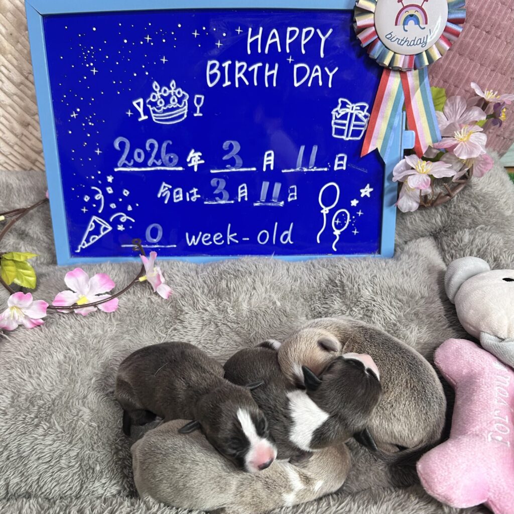 3/11ママ犬イロちゃんが、4匹の元気な子犬を産みました！